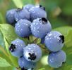 Blueberry Extract